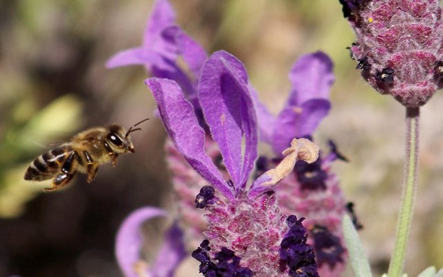 Hierdie lentefoto van die heuningby en die blom is deur Tracy van der Linde geneem